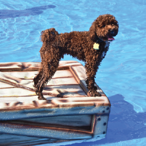 Doogie-dash-and-splash
